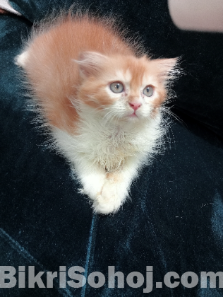 Traditional Persian Male kitten